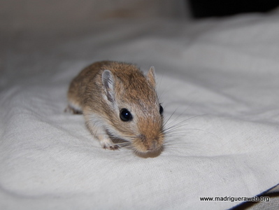 Jerba adopcion Rosa